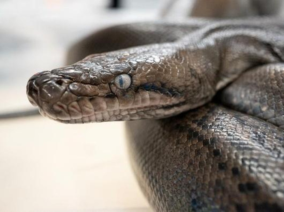 Ular Sanca Potensi Sumber Protein Baru Ramah Lingkungan untuk Masa Depan