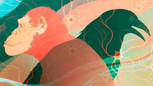 Evolusi Kecerdasan Burung dan Mamalia: Otak Berbeda, Kecerdasan Serupa