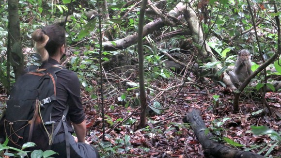 Tikus Fire-Footed Dikenal sebagai Penyebab Penyebaran Virus Monkeypox di Afrika