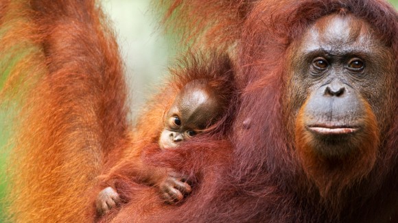Terobosan: Genom Lengkap Enam Spesies Kera Lengkap Setelah 25 Tahun