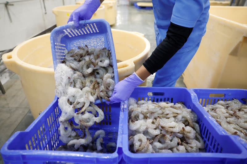 Tarif Trump Ancaman Besar untuk Industri Ekspor Udang India ke AS