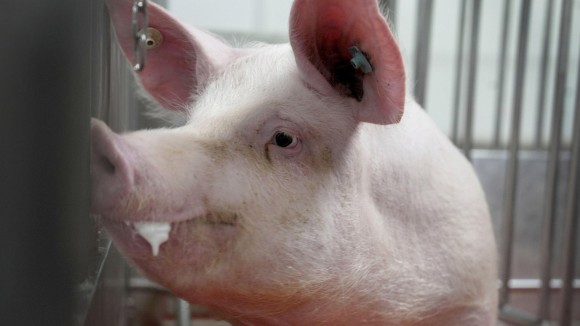 Uji Klinis Pertama Hati Babi Dimodifikasi untuk Pasien Gagal Hati Parah Disetujui FDA