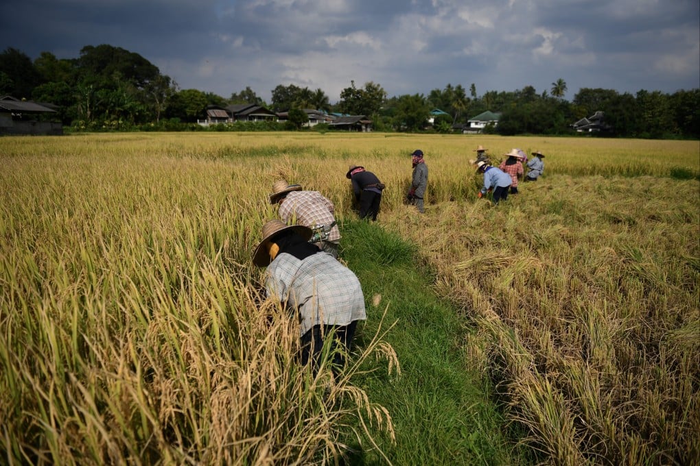 Pencemaran Kadmium Mengancam Lahan Pertanian Produsen Beras Terbesar Dunia