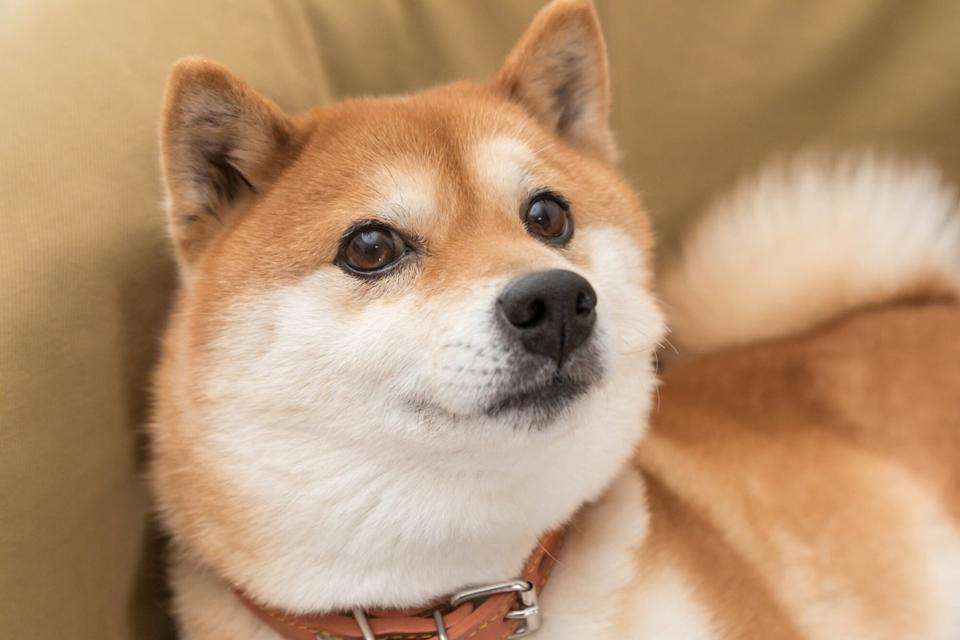 Shiba Inu Turun 87%, Apakah Lebih Baik Daripada Bitcoin Sekarang?