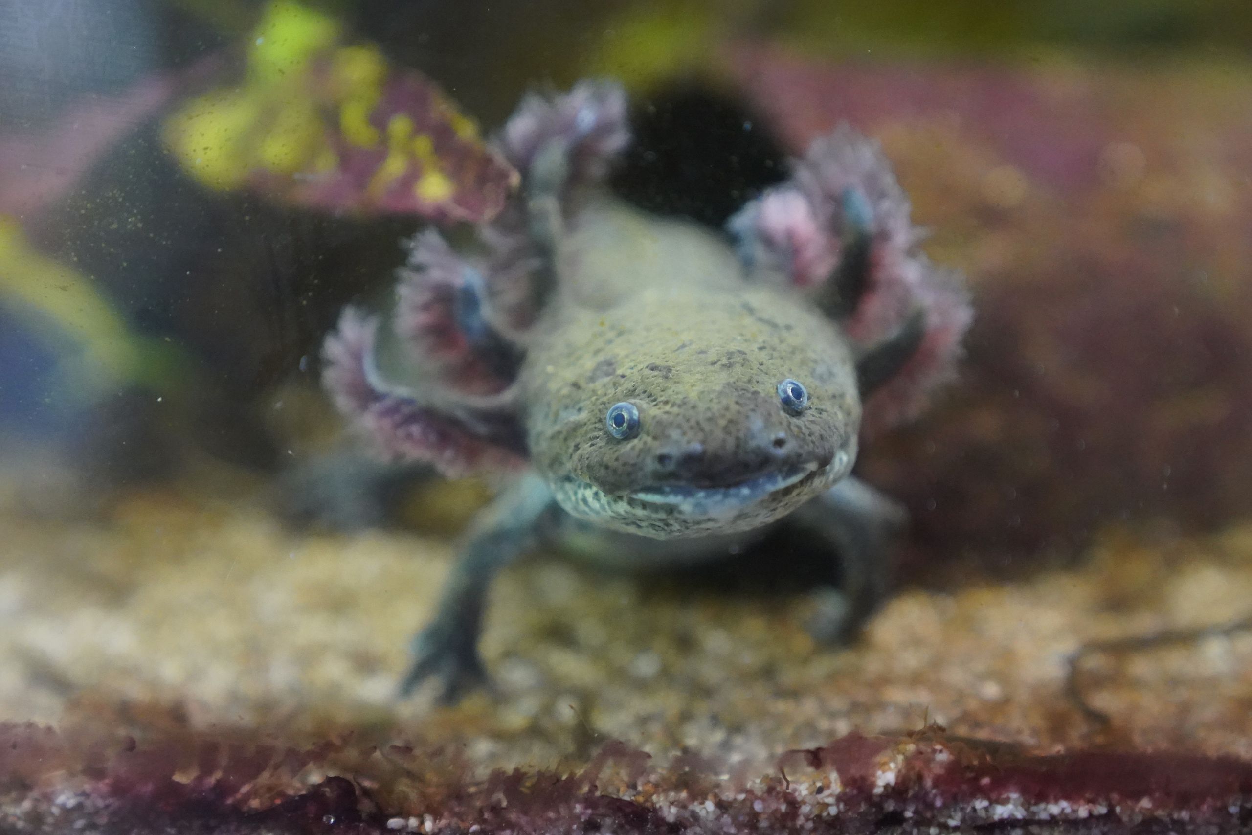 Upaya Terakhir Selamatkan Axolotl dari Kepunahan di Xochimilco