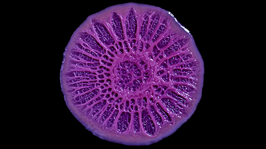 Membongkar Rahasia Biofilm: Dari Sel Tunggal Menjadi Komunitas Hidup yang Rumit