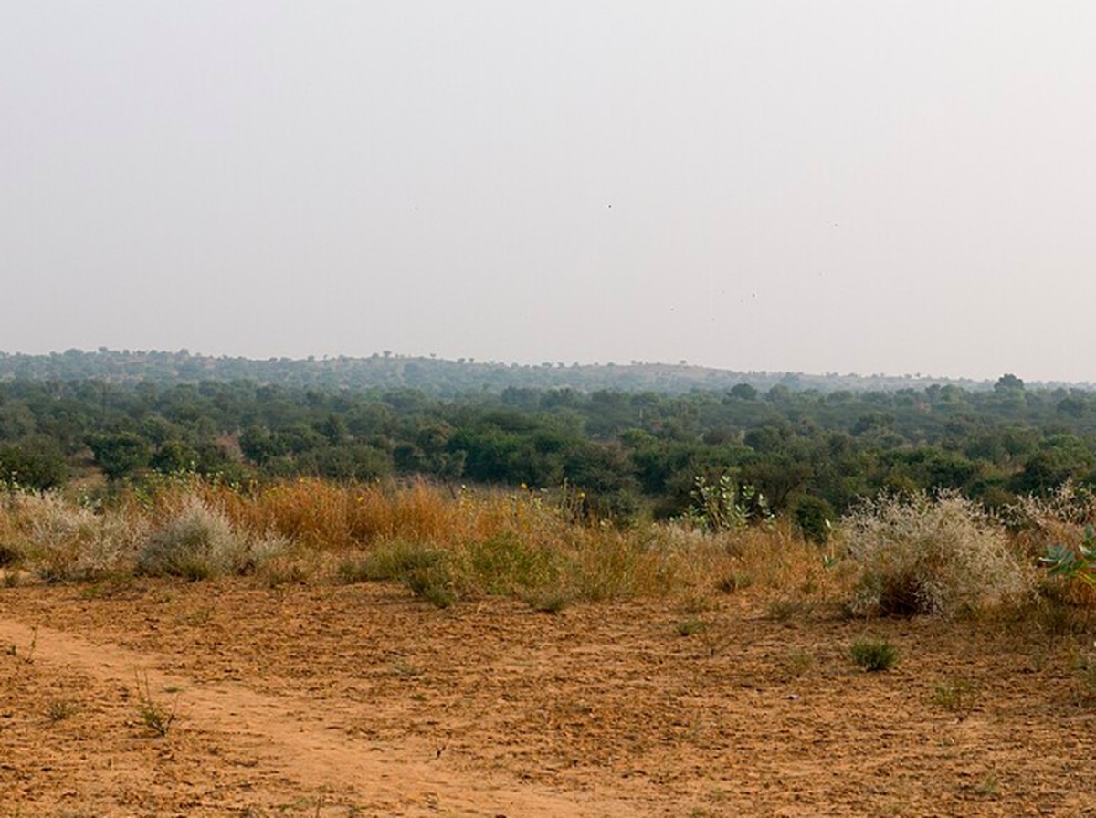Gurun Thar di India Menjadi 38% Lebih Hijau dalam 20 Tahun Terakhir