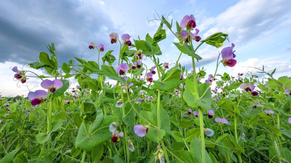 Peneliti Temukan Gen Rahasia pada Kacang Polong yang Diteliti Mendel