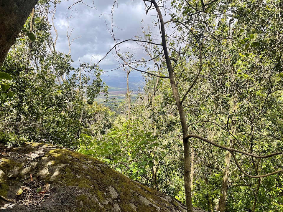 Ulat Karnivora 'Bone Collector' Menggunakan Tubuh Serangga untuk Bertahan Hidup di Hawaii