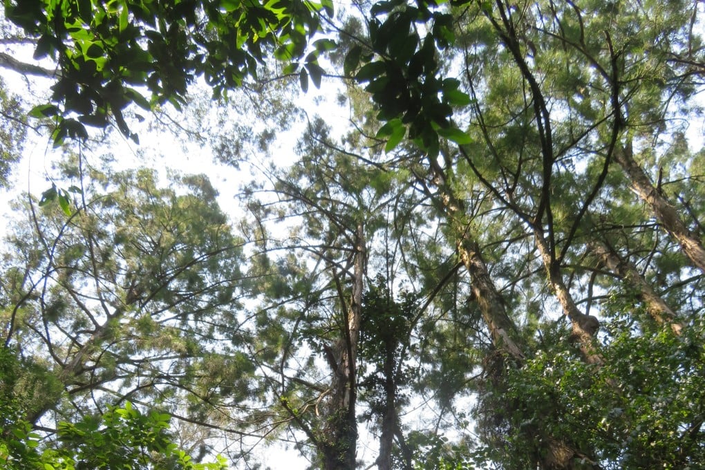 Penaklukan Han atas Nanyue Turunkan Populasi Cemara Rawa di Cina Selatan