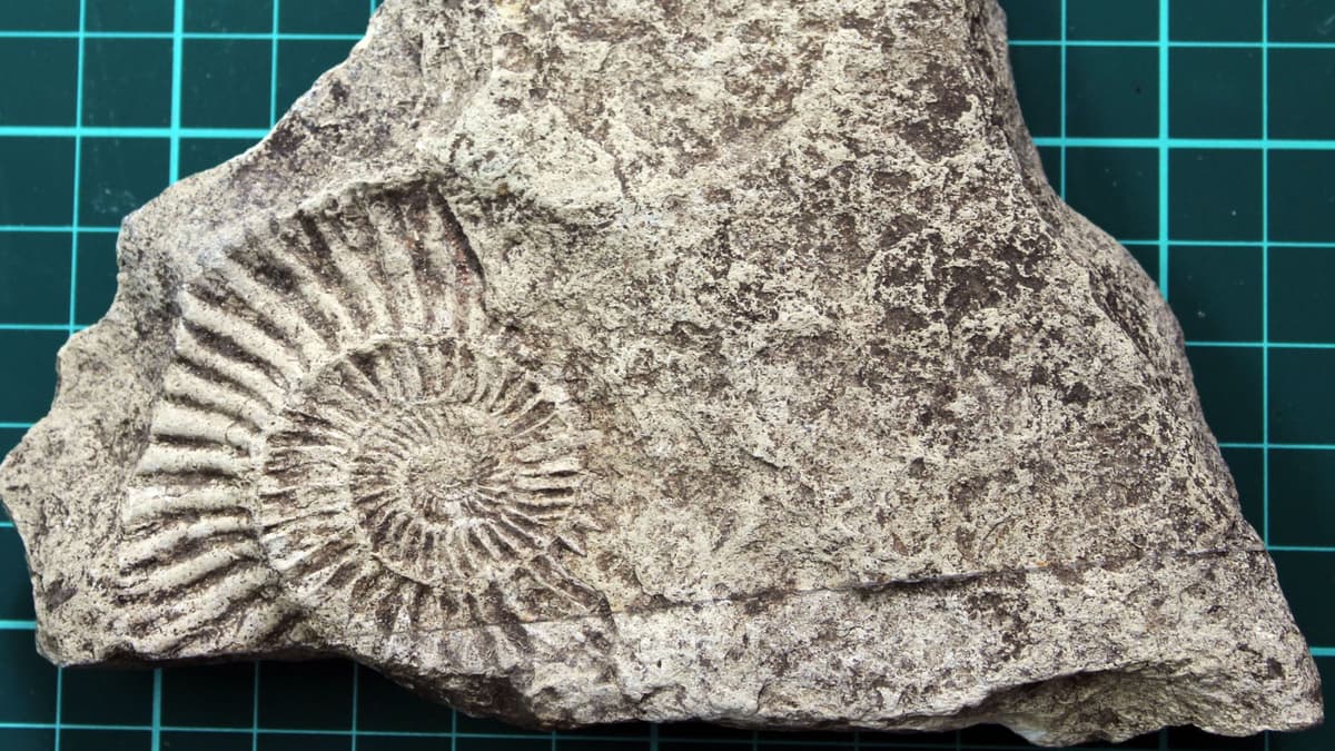 Anak 7 Tahun Temukan Fosil Laut Jurassic yang Menginspirasi dari Halaman Rumahnya