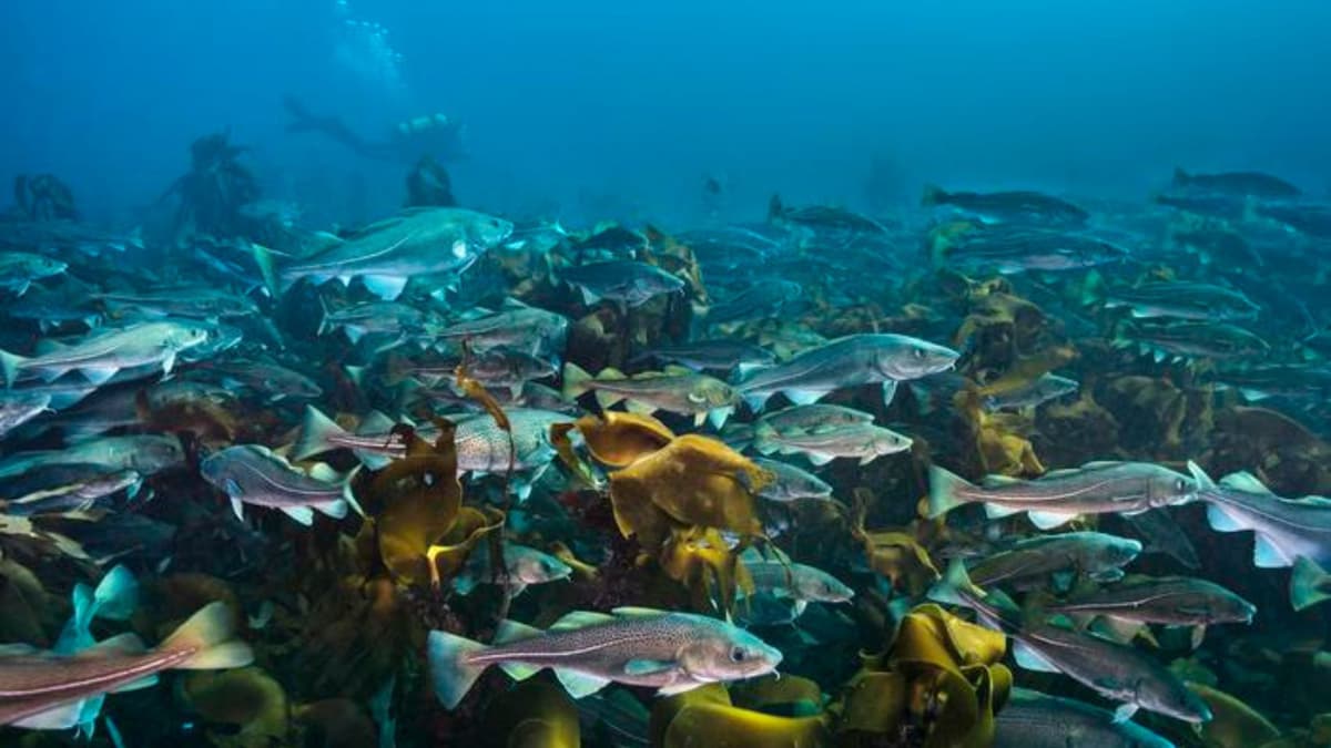 Peran Penting Ikan Dalam Menjaga Dasar Laut dan Memerangi Perubahan Iklim