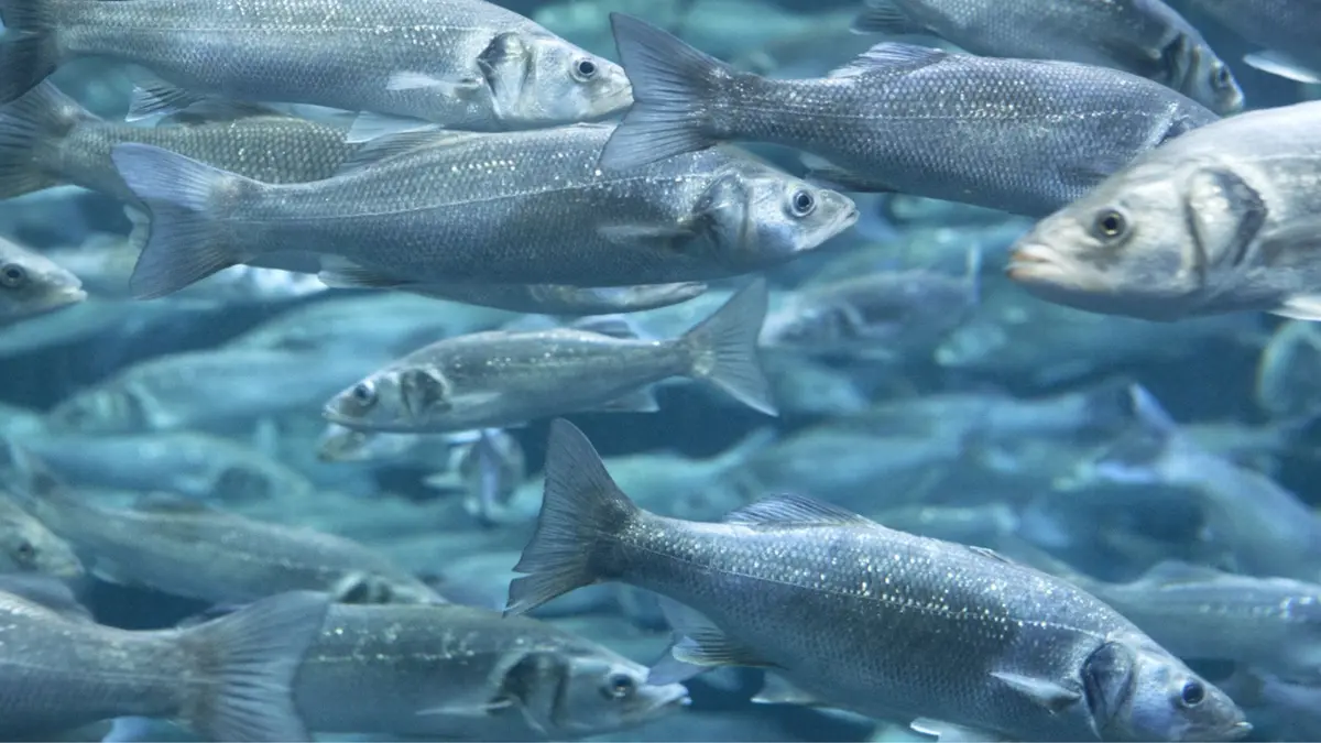 Budidaya Ikan Kakap di Luar Angkasa: Misi Lunar Hatch untuk Masa Depan Nutrisi Astronot