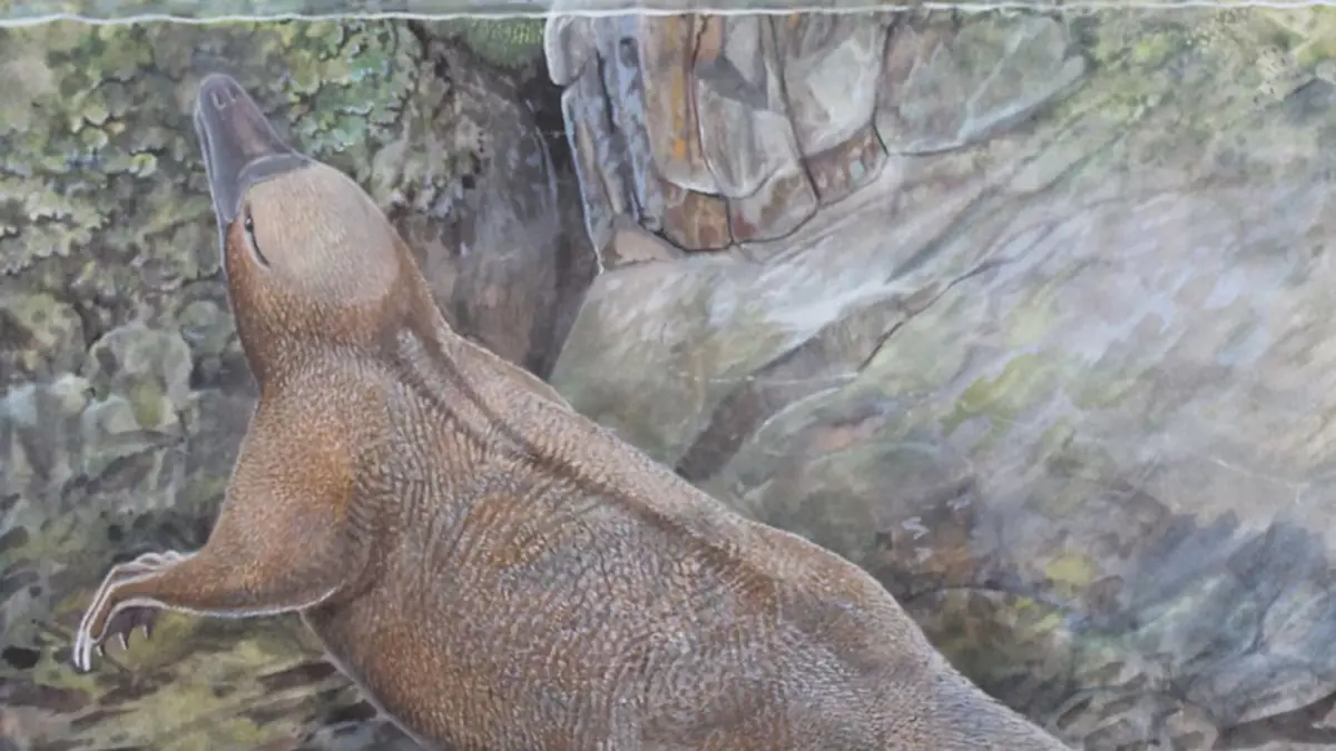 Terungkap! Asal-usul Platipus dan Echidna Ternyata Semi-Aquatik