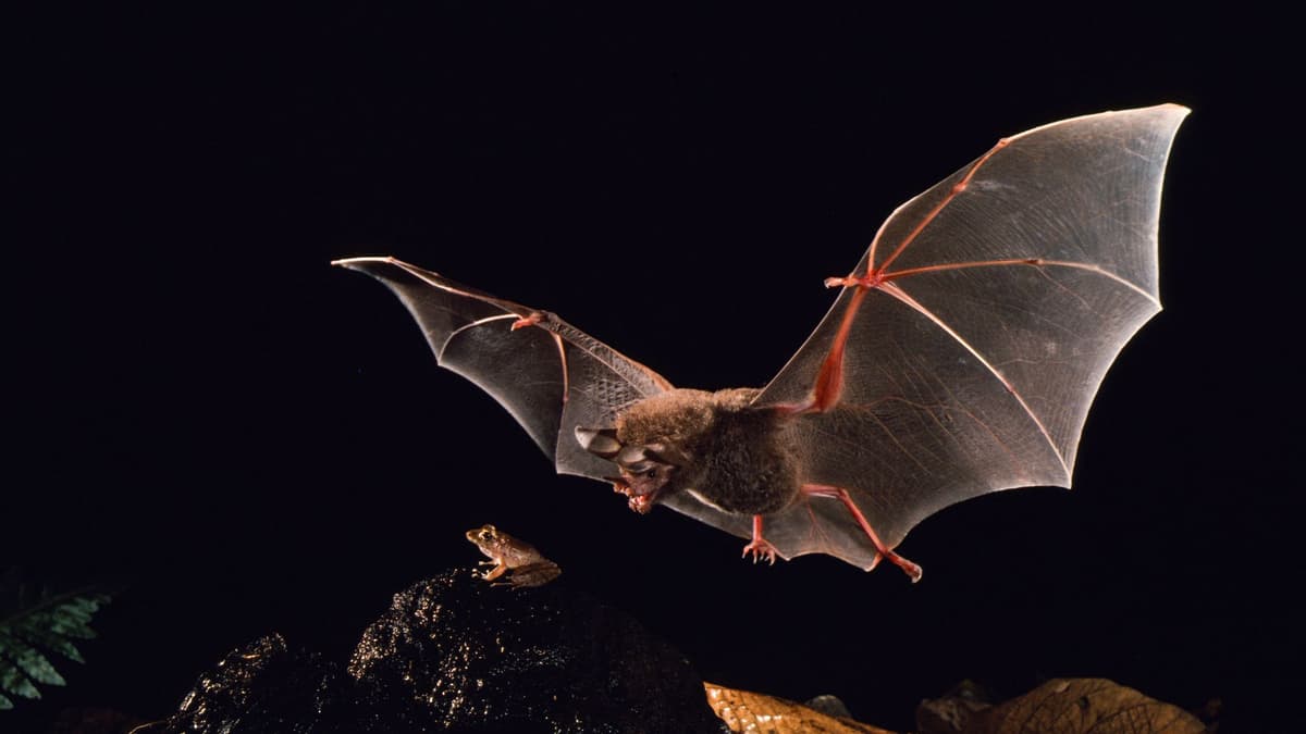 Kelelawar Bibir Berumbai Pelajari Bahaya Mangsa Lewat Suara Panggilan Katak