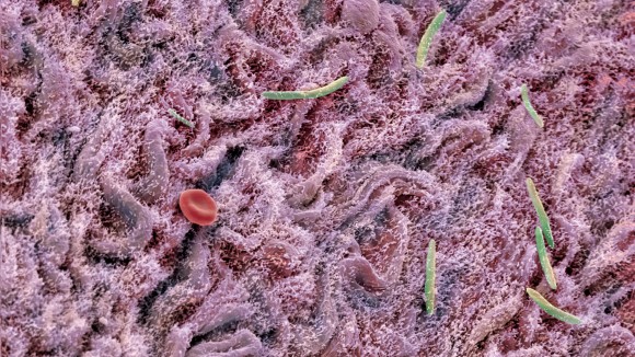 Diet Sehat Lebih Efektif Memulihkan Mikroba Usus Pasca Antibiotik