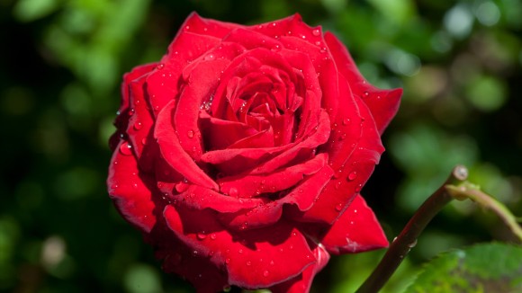 Rahasia Geometri Ekstrinsik dalam Pertumbuhan Kelopak Mawar