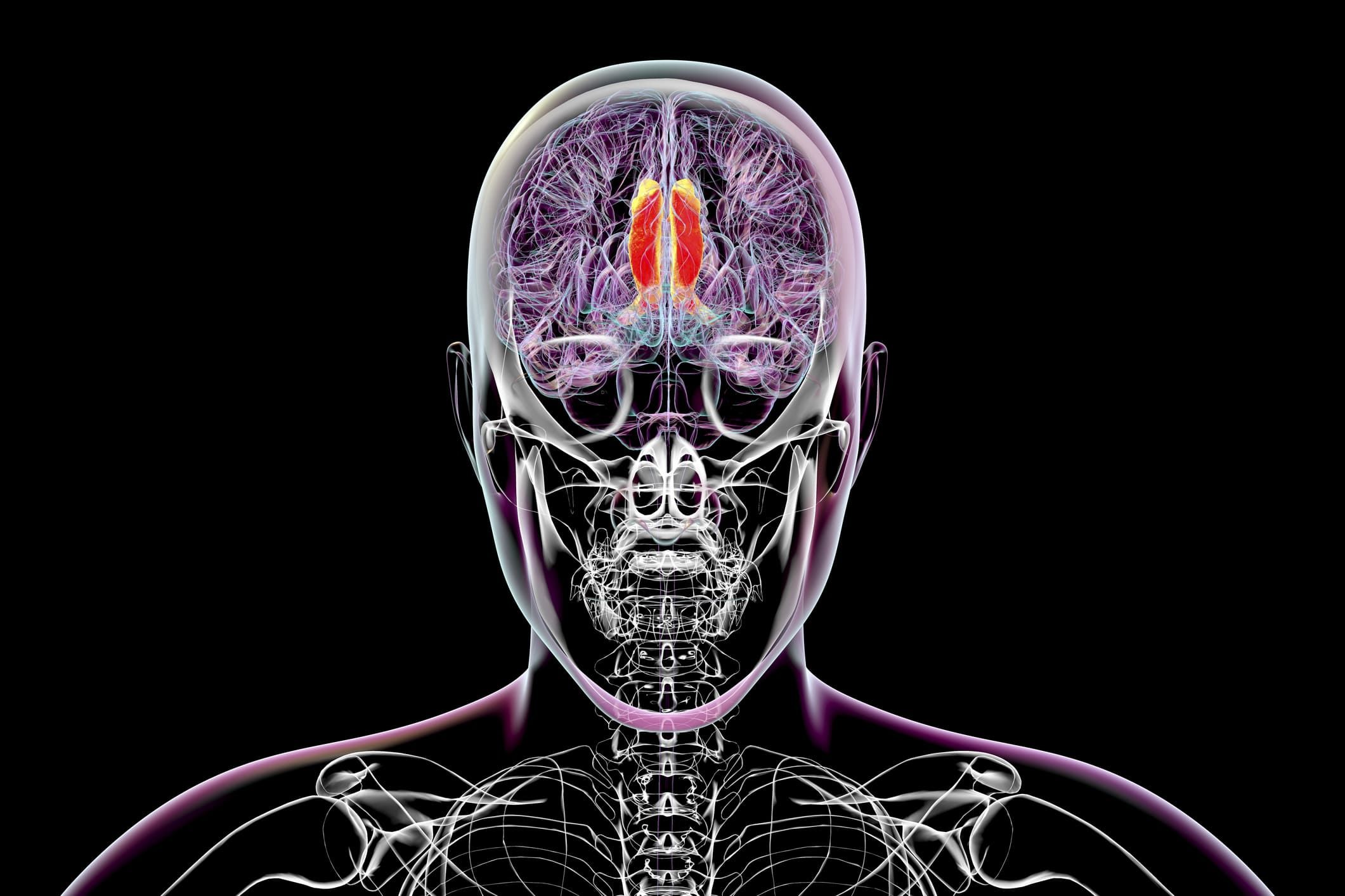 Peran Thalamus Dalam Mengatur Kesadaran dan Persepsi Visual Manusia