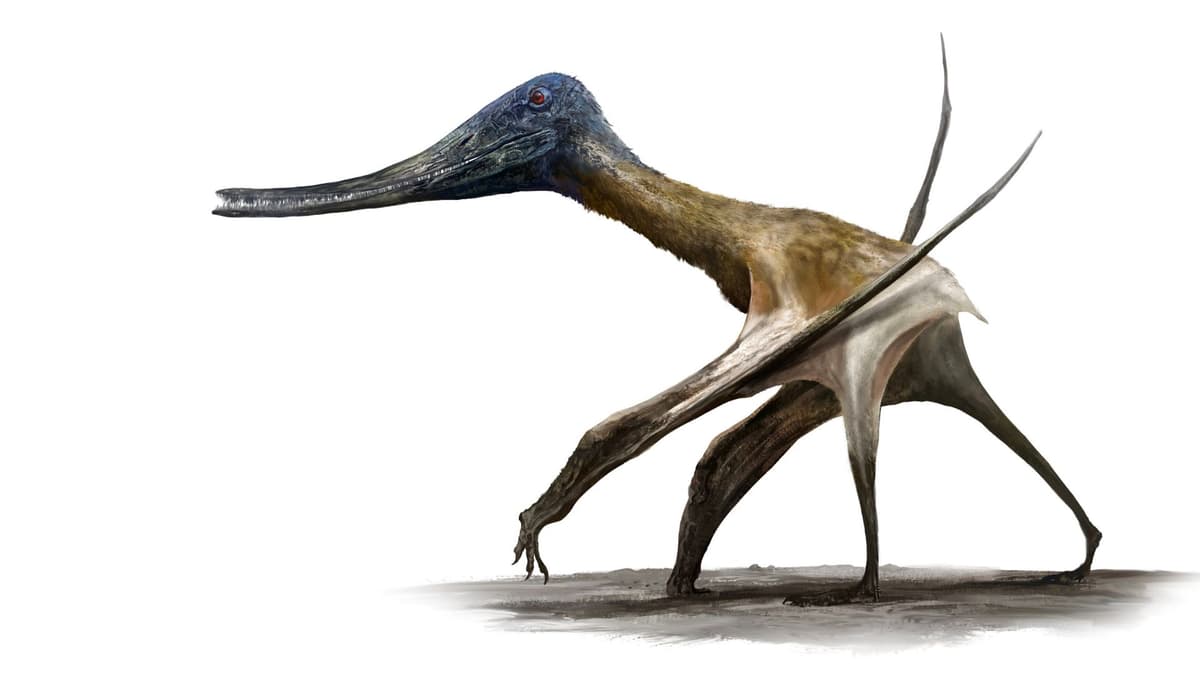 Jejak Kaki Fosil Ungkap Pterosaurus Raksasa Juga Hidup di Darat