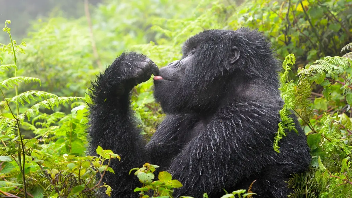 Debat Viral: Bisakah 100 Manusia Kalahkan Satu Gorilla? Ini Faktanya!