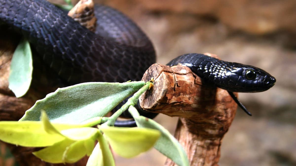 Terobosan Antivenom Universal untuk Melawan Gigitan Ular Mematikan