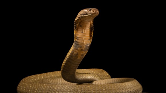 Antibodi Manusia dan Obat Baru Lindungi dari Racun 19 Ular Berbisa