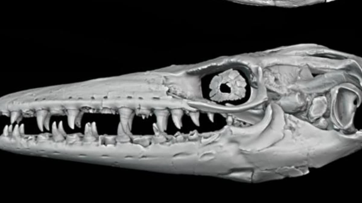 Menguak Penyebab Pergeseran Predator Laut Cretaceous Tengah: Anoksia dan Iklim Ekstrem