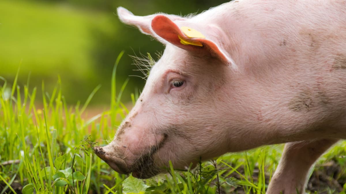 FDA Setujui Babi Gene-Edited Tahan Penyakit PRRS, Masa Depan Industri Babi Lebih Cerah