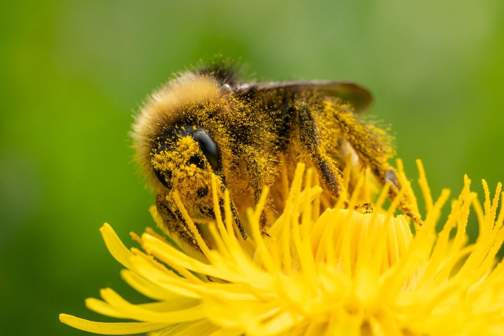 Perubahan Iklim Memperburuk Alergi Musiman di AS, Apa Dampaknya?