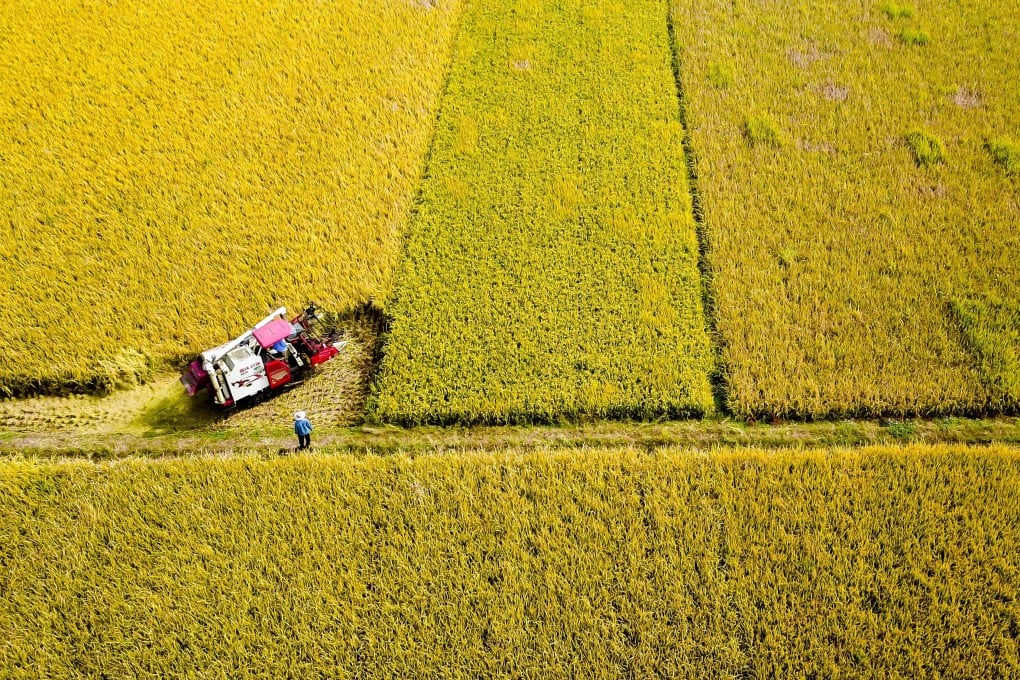 Hama Migran Selama El Niño Hancurkan Panen Padi di Selatan China