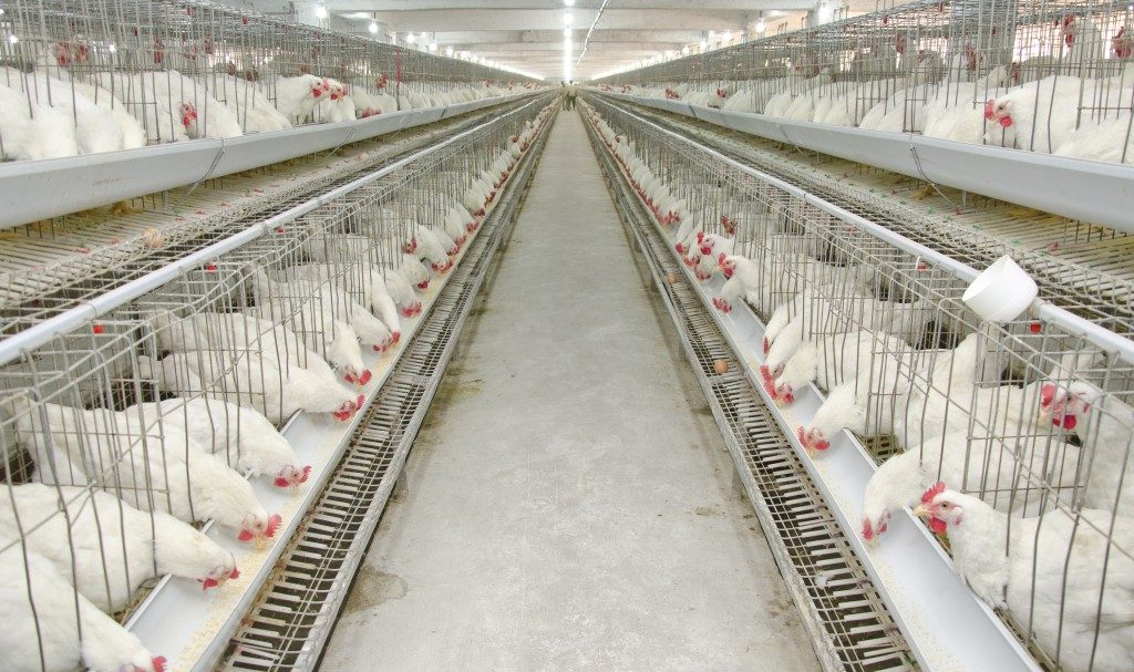 Bahaya Tersembunyi E. albertii di Daging Ayam Bangladesh dan Ancaman Resistensi Antibiotik