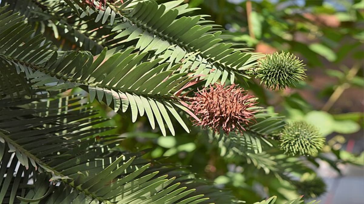 Upaya Global Selamatkan Pohon Purba Wollemi dari Kepunahan Kembali