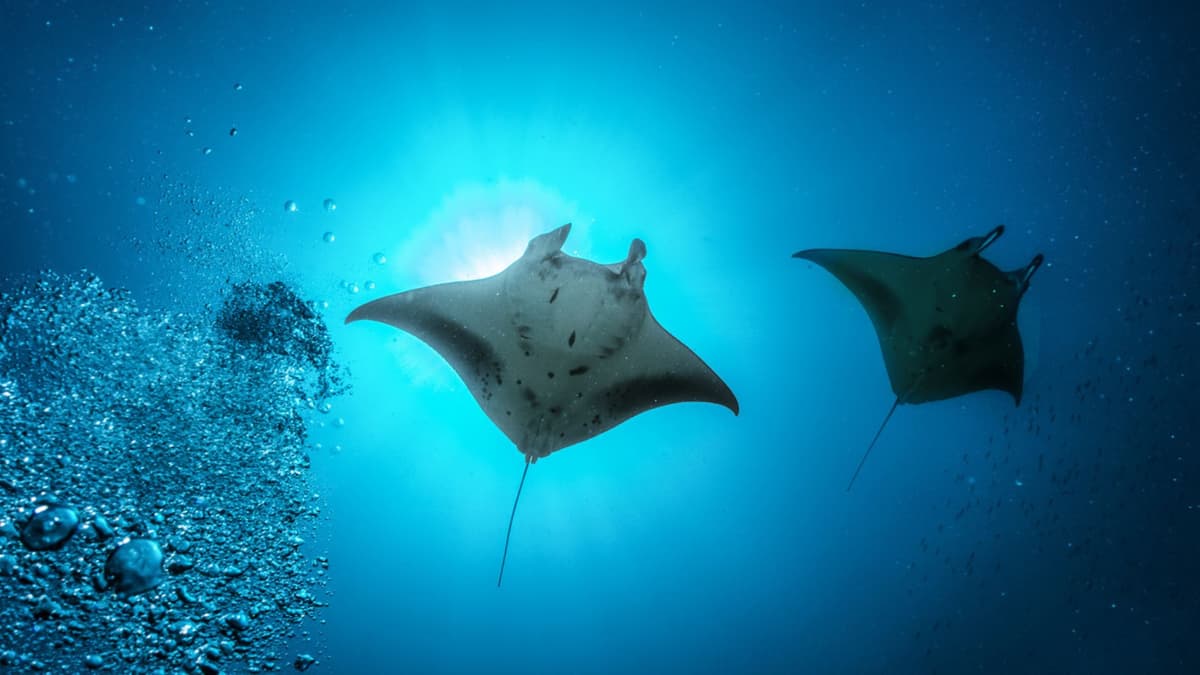 Belajar dari Ikan Pari Manta: Rahasia Formasi Renang untuk Robot Bawah Air Efisien