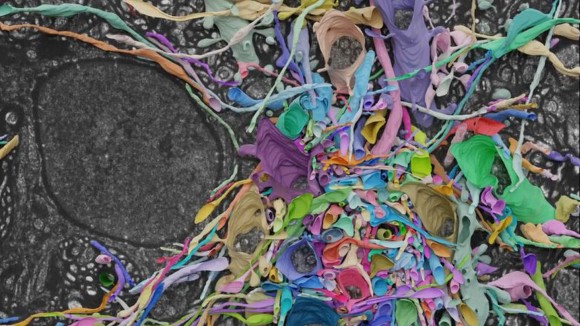 Cara Baru Memetakan Otak Tikus dengan Mikroskop Cahaya yang Lebih Murah dan Cepat