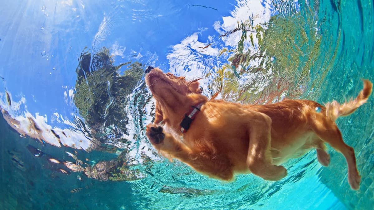 Robot Anjing Amfibi Baru: Gerak Lincah di Darat dan Air Seperti Anjing Asli