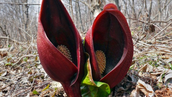 Rahasia Evolusi Bau Busuk Tanaman Penghasil Aroma Daging Membusuk