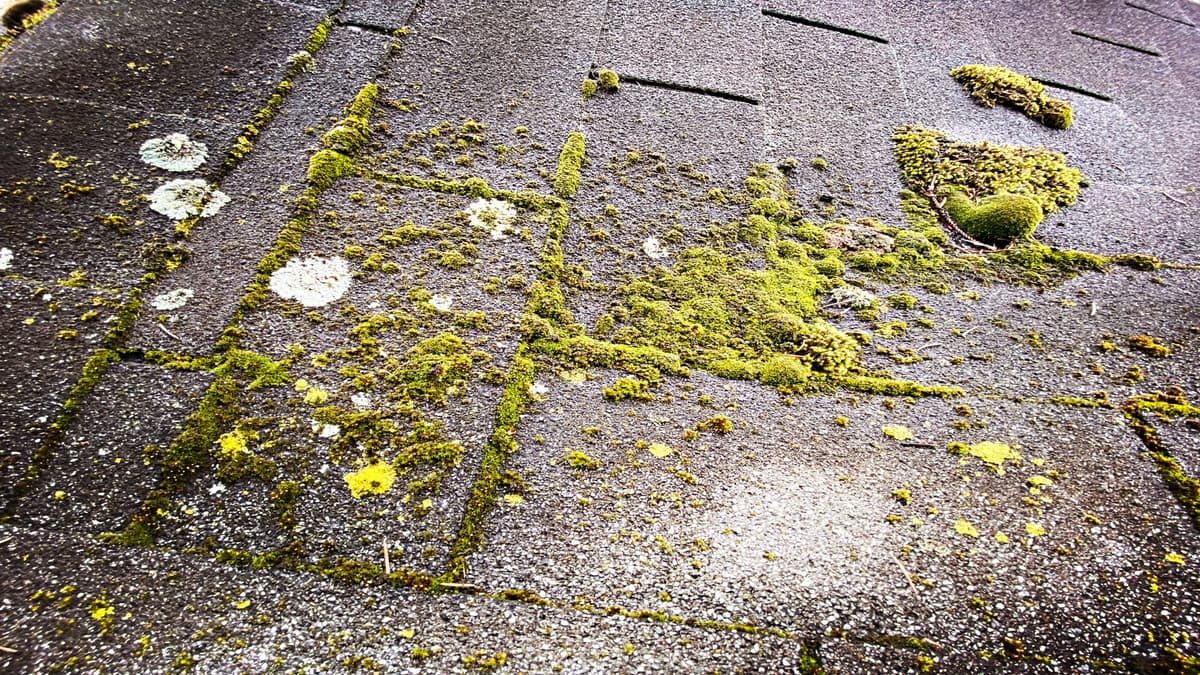 Inovasi Beton Self-Healing Pakai Mikroba, Bisa Perbaiki Retak Sendiri Pakai Cahaya