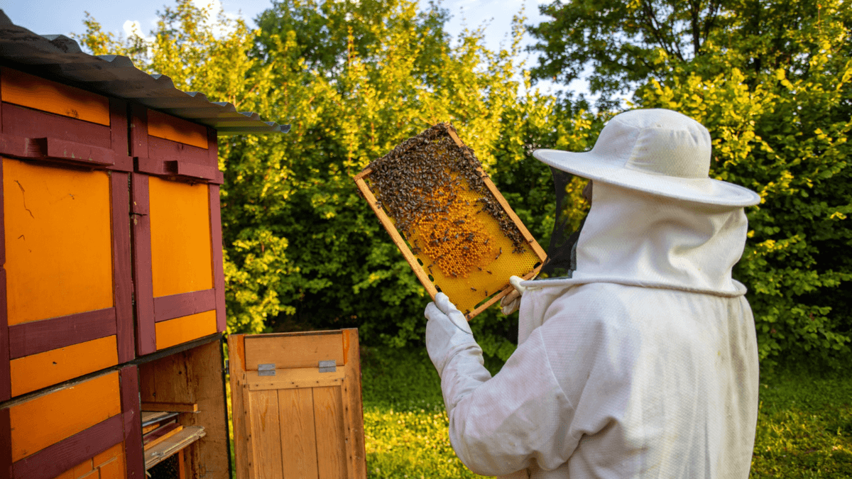 Dampak Suhu Malam dan Penggunaan Lahan terhadap Penurunan Populasi Lebah di Jerman