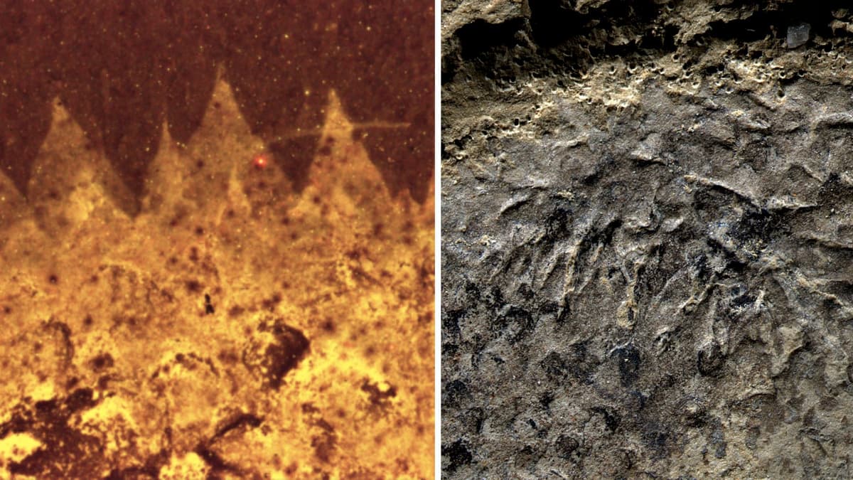 Fosil Kambrium Terungkap: Shishania Bukan Mollusc, Melainkan Hewan Kantung Berduri