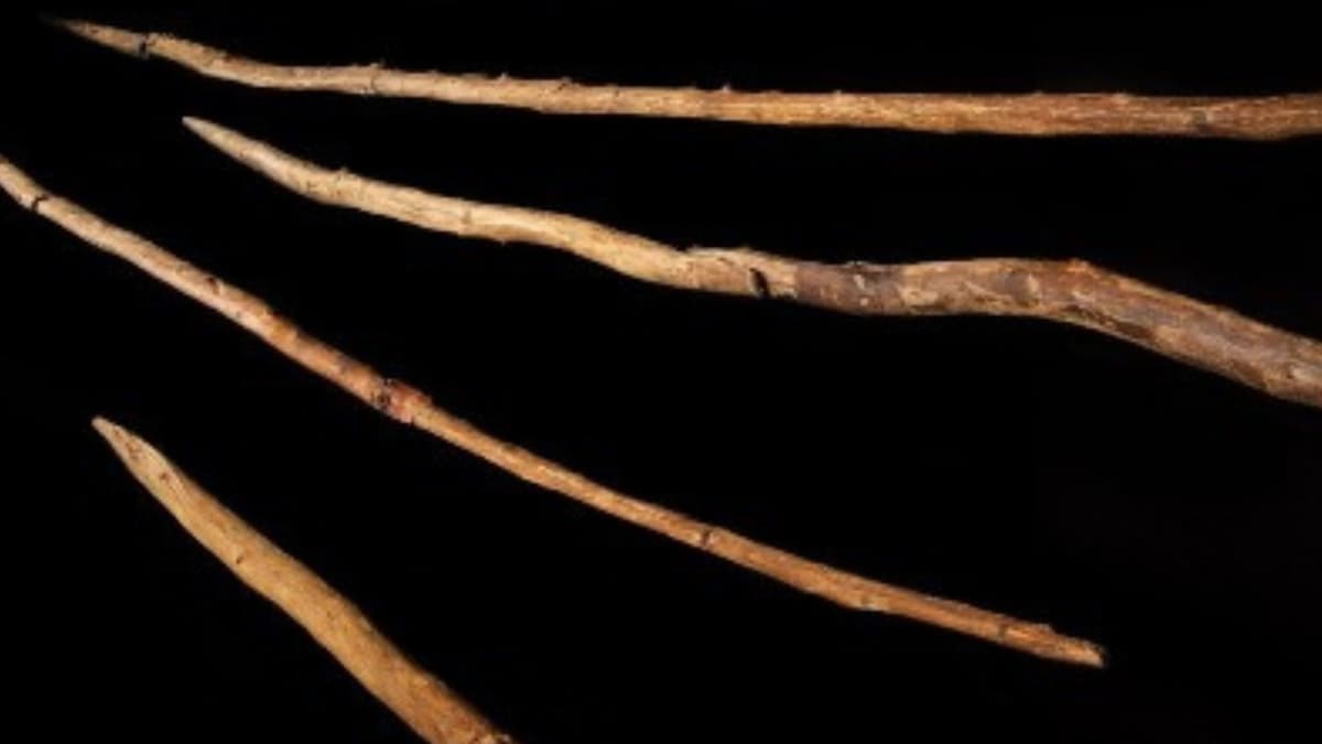 Penemuan Ada Tombak Neanderthal Berusia 200 Ribu Tahun di Jerman