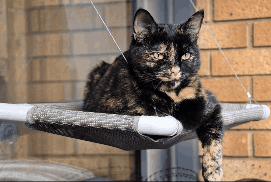 Honor Luncurkan Fitur AI Baru Ubah Gambar Jadi Video di Ponsel Terbarunya