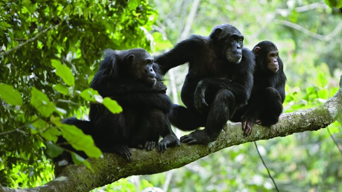 Simpanse Menggunakan Ritme Drumming untuk Berkomunikasi, Cikal Bakal Musik Manusia
