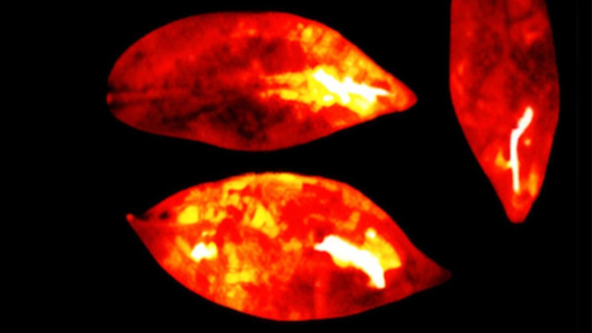 Ilmuwan Temukan Semua Makhluk Hidup Memancarkan Cahaya hingga Mati