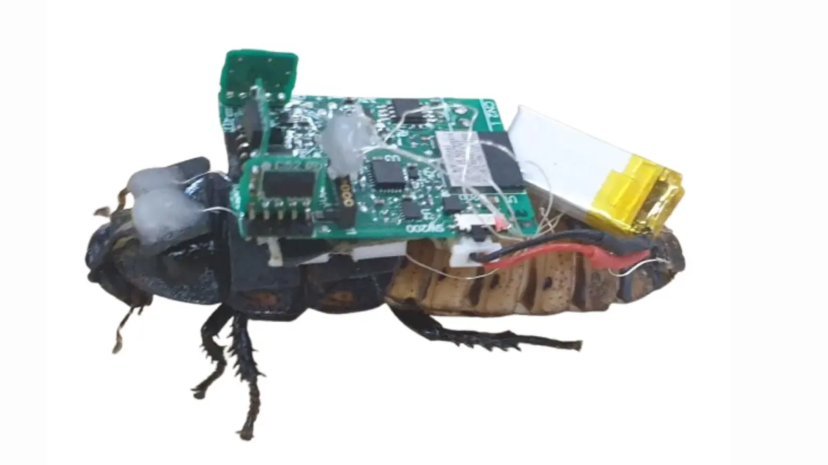 Metode Kendali Cahaya UV untuk Serangga Cyborg Tanpa Prosedur Invasif