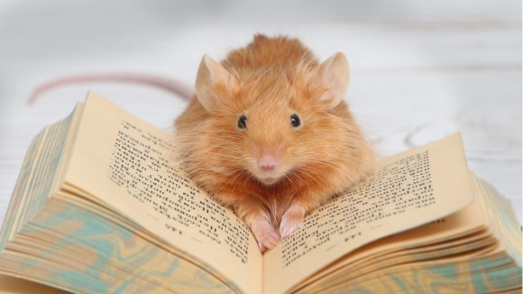 Kode Genetik Manusia yang Memperbesar Otak Tikus Sebesar 6,5%