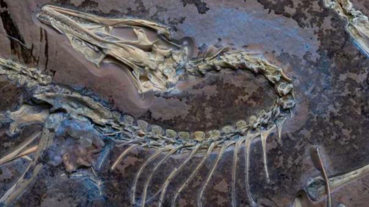 Fosil Archaeopteryx Baru Ungkap Rahasia Terbang Burung Prasejarah