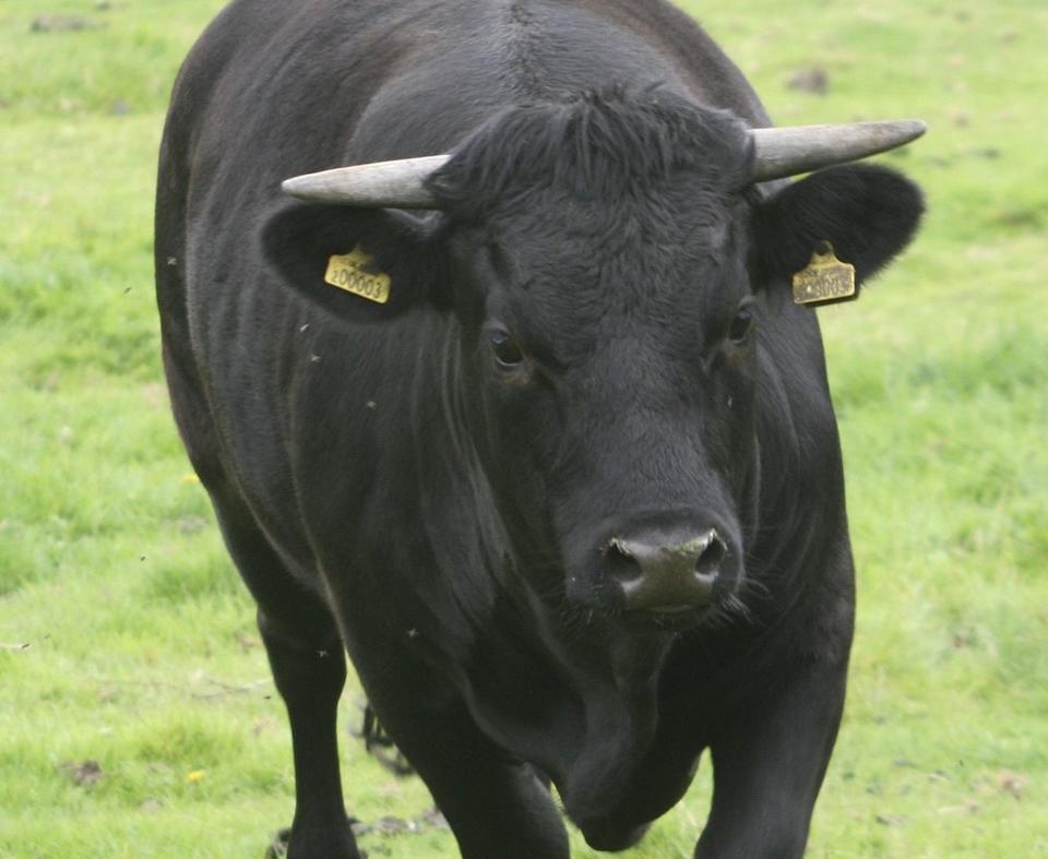 Keberhasilan IPO eToro Picu Optimisme di Pasar Saham dan Crypto