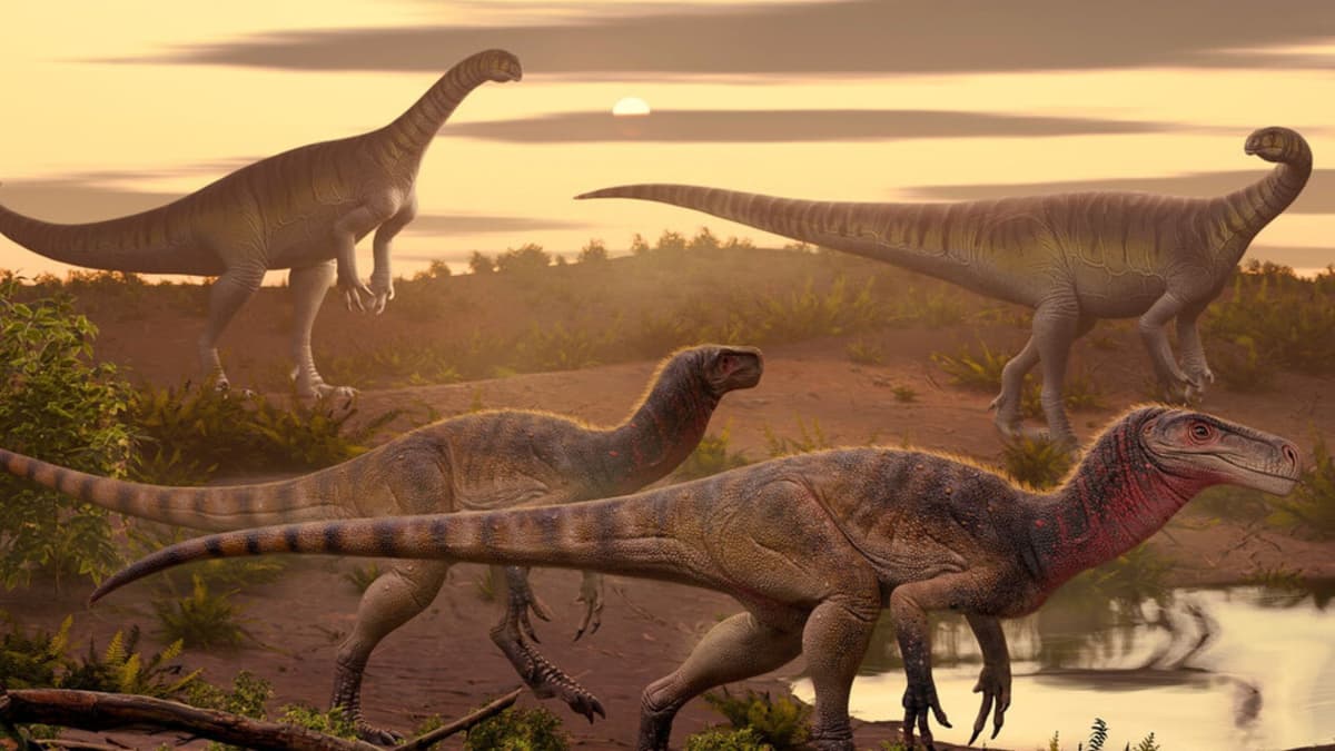 Penemuan Maleriraptor Kuttyi Ungkap Dinosaurus Pemangsa Awal di India