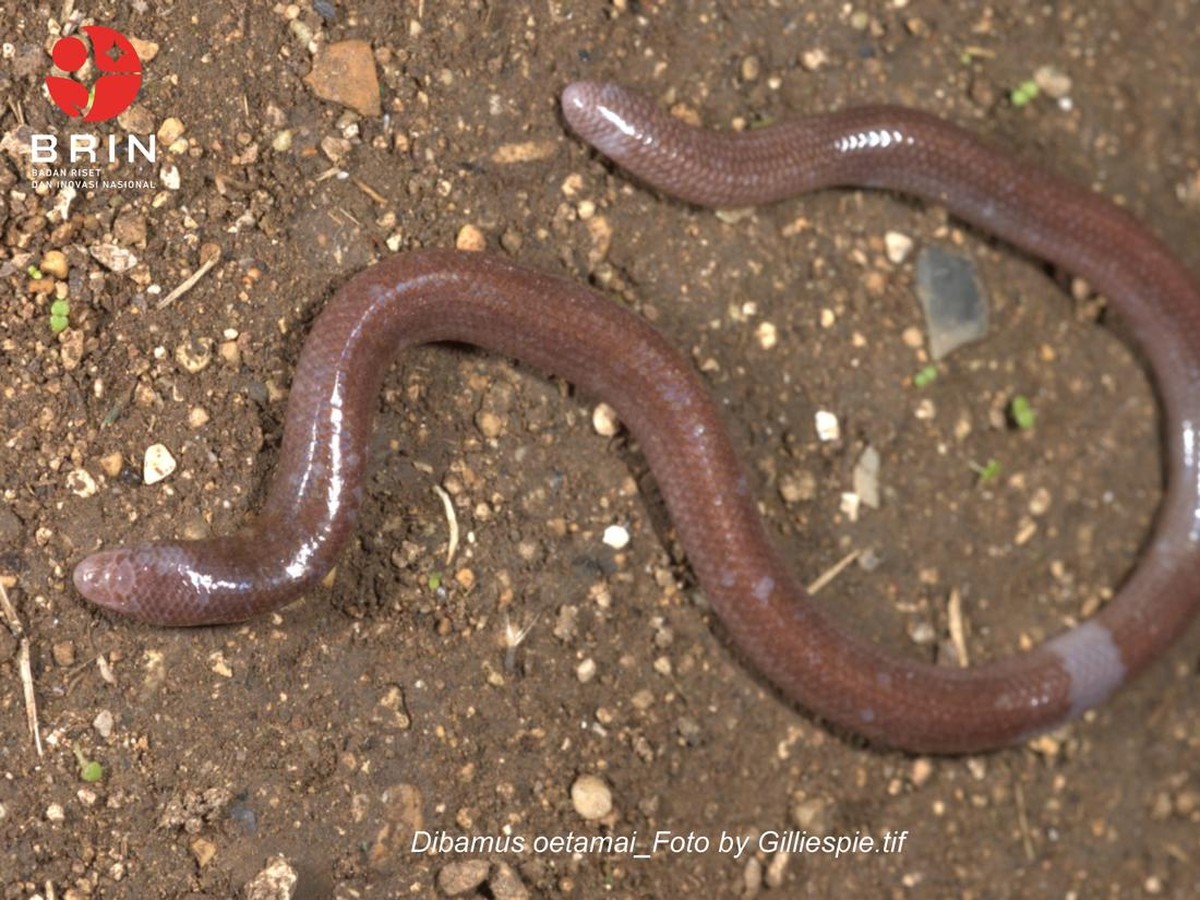 BRIN Temukan Spesies Kadal Buta Baru yang Hanya Ada di Pulau Buton