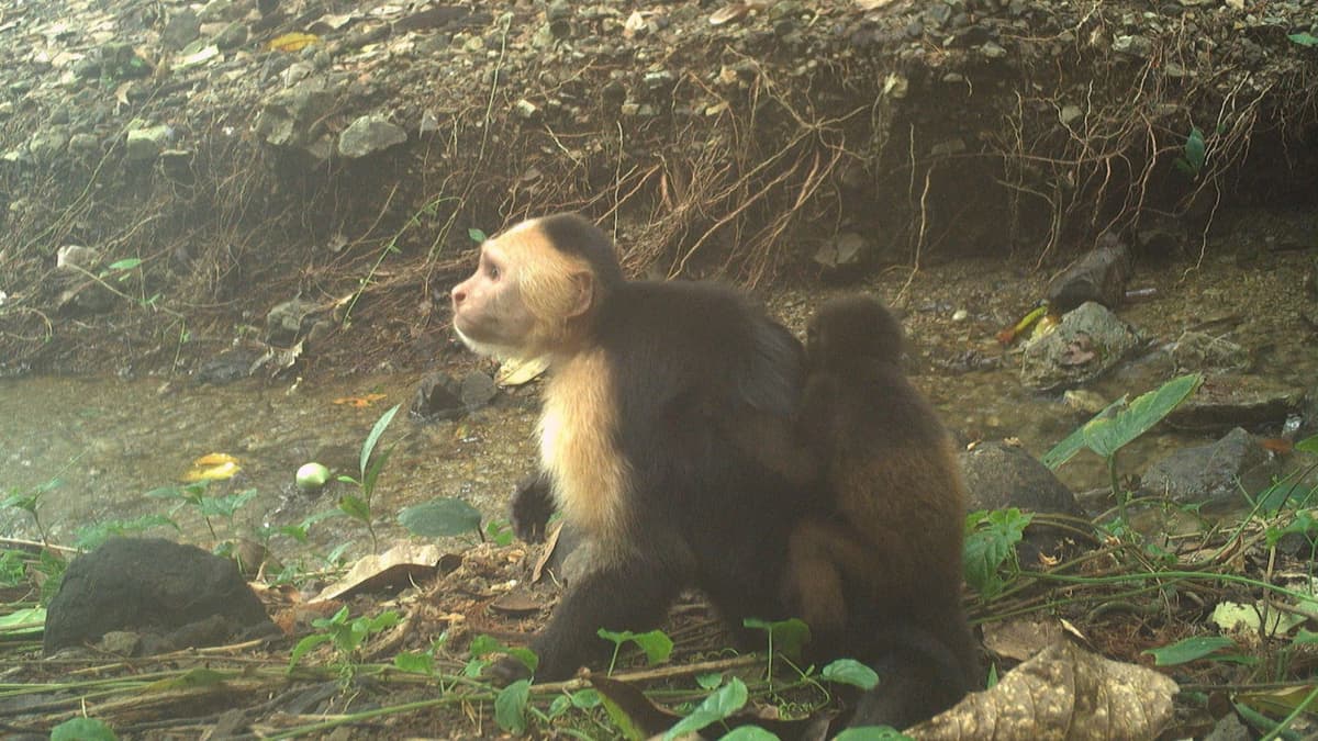 Fenomena Monyet Capuchin Menculik Bayi Howler di Pulau Jicarón Panama